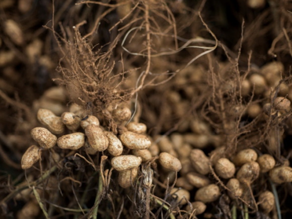 New Discovery in Peanut Defense Mechanisms Offers Hope forDisease Resistance