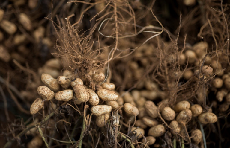 New Discovery in Peanut Defense Mechanisms Offers Hope forDisease Resistance